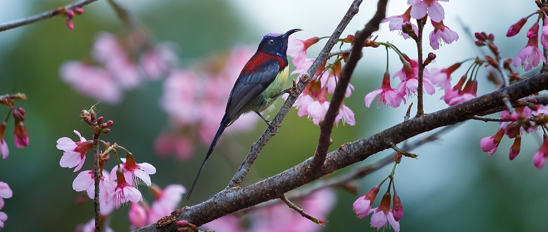 Unduh 750 Koleksi Gambar Flora Dan Fauna Di Laos Paling Baru Gratis HD