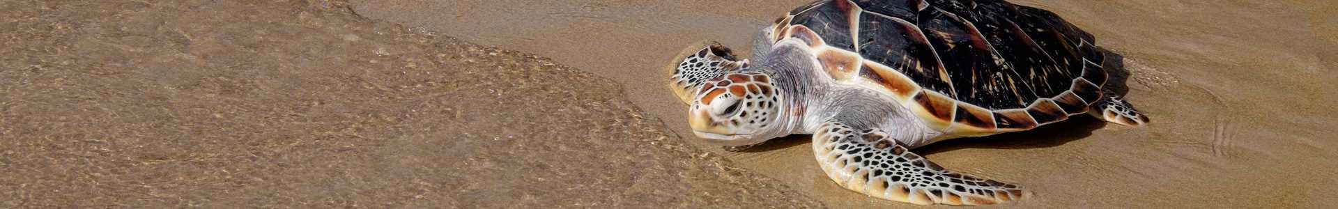 SLP Environmental CSR Thailand Turtle Release Corporate Social Responsiblity Asia-px_Reduced